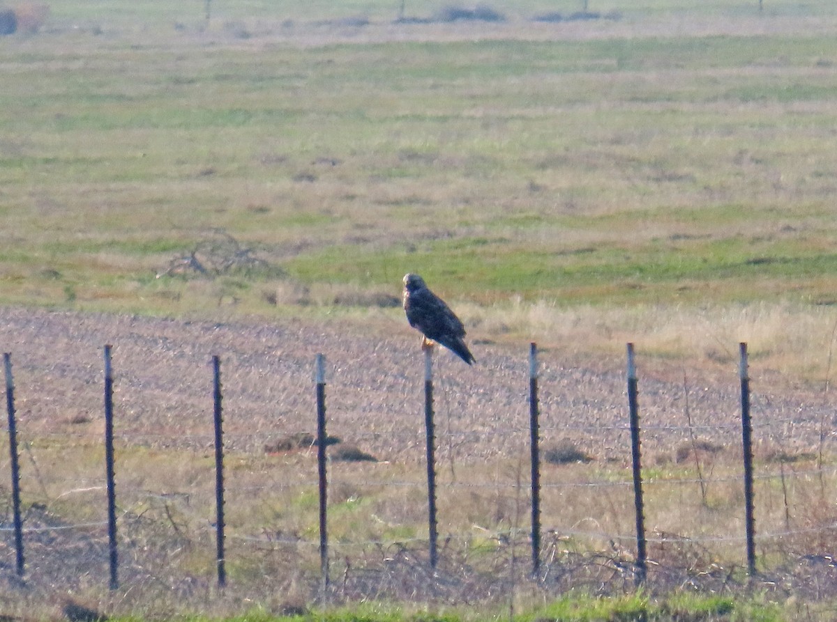 Rough-legged Hawk - ML530371091