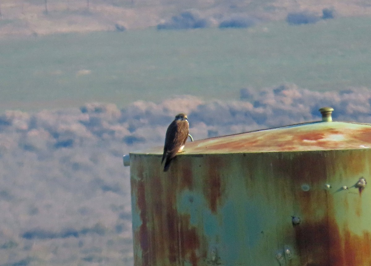 Prairie Falcon - ML530371181