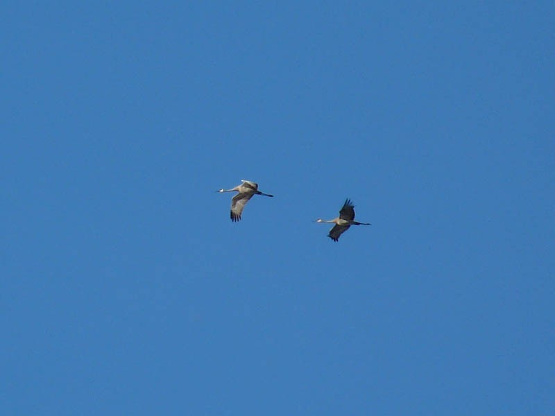 Sandhill Crane - ML53037121