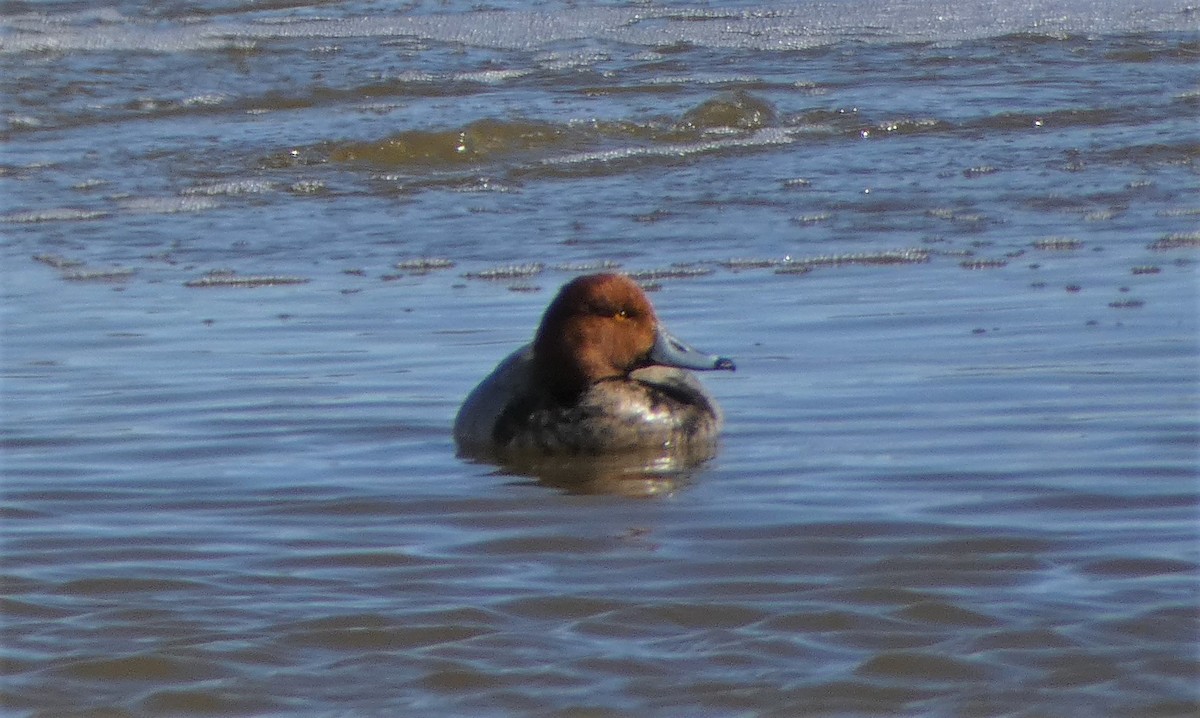 Redhead - ML530374161