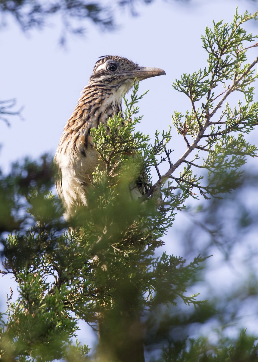 Greater Roadrunner - Rachel Holzman