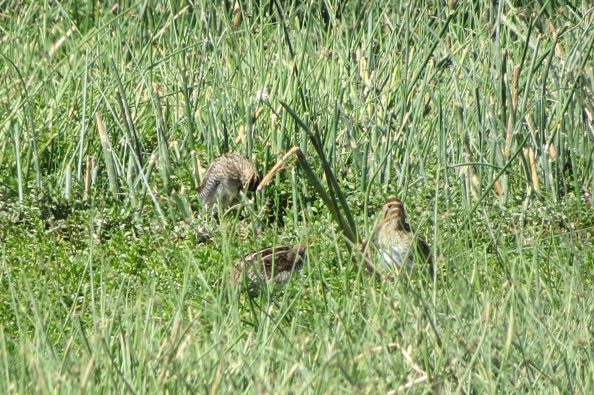 Common Snipe - ML53037481