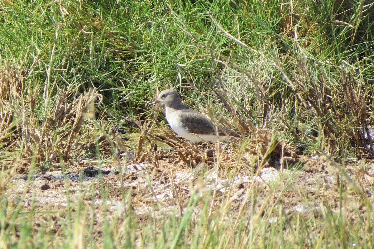 Temminck's Stint - Billi Krochuk