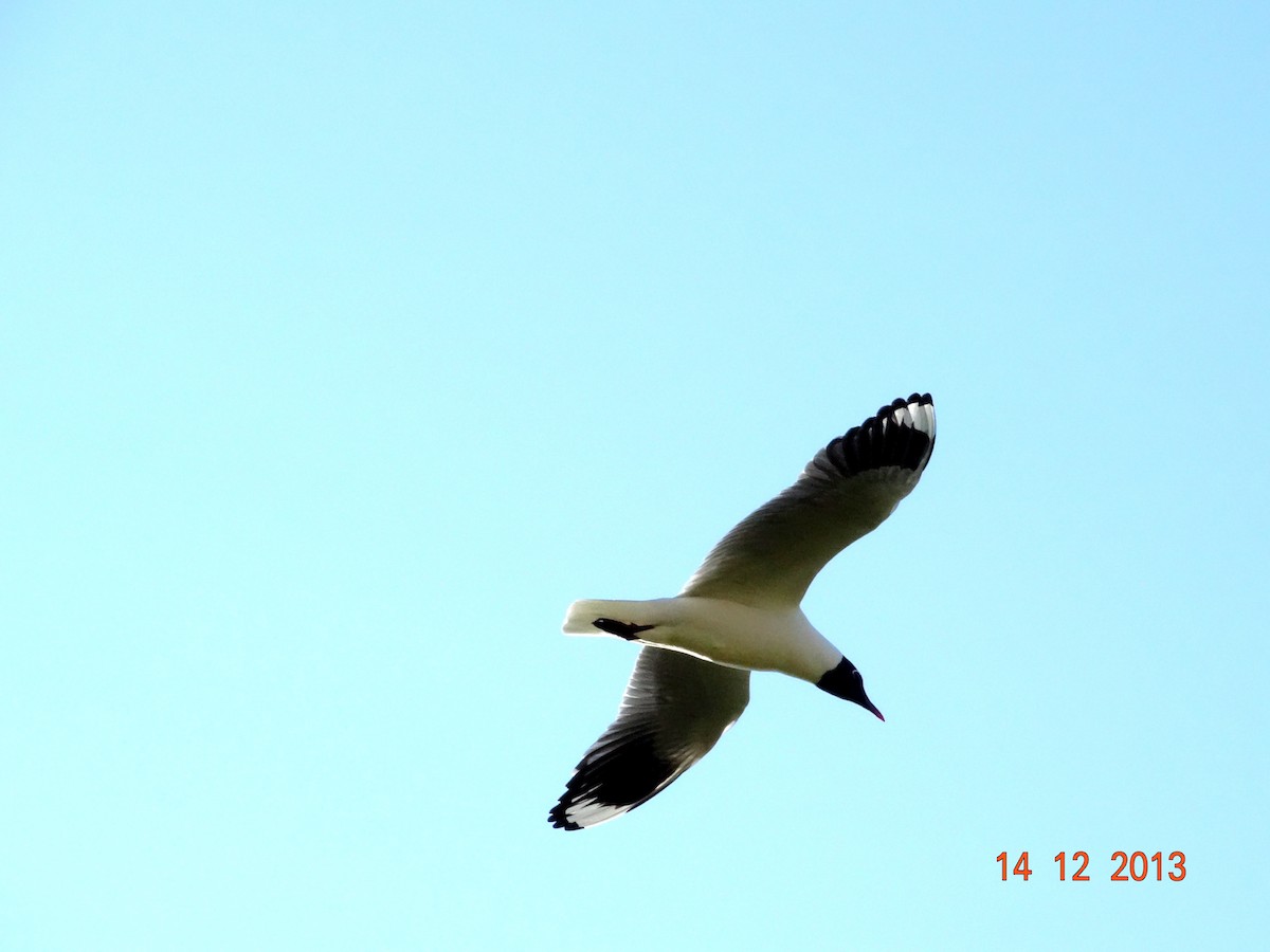 Andean Gull - ML530375351