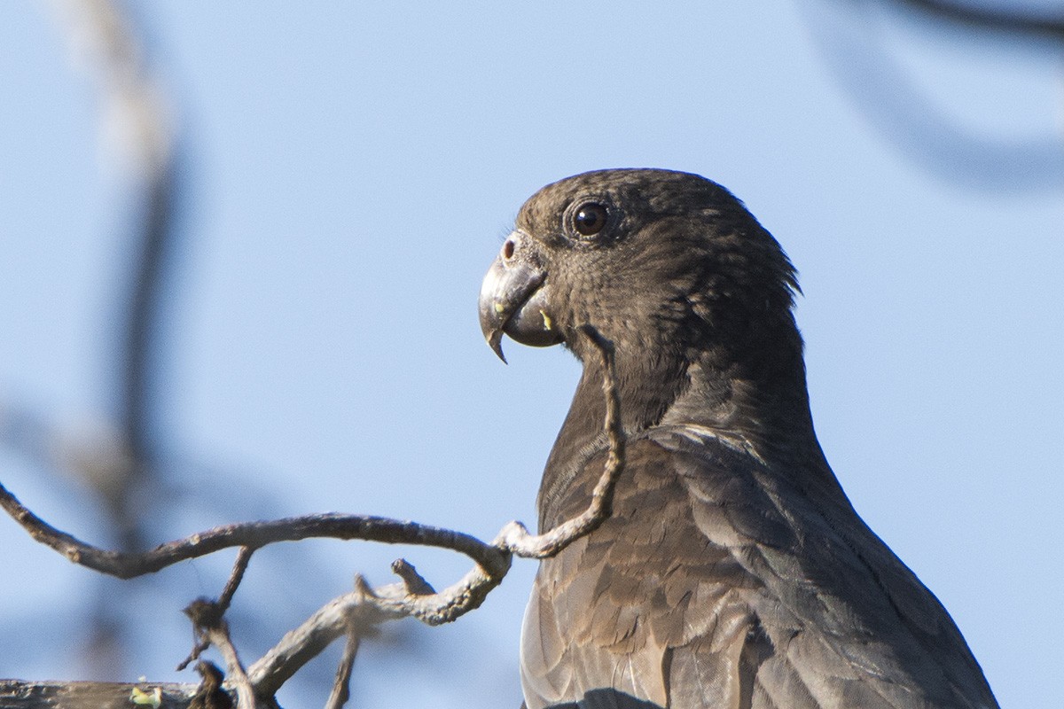 Loro Negro - ML530375501