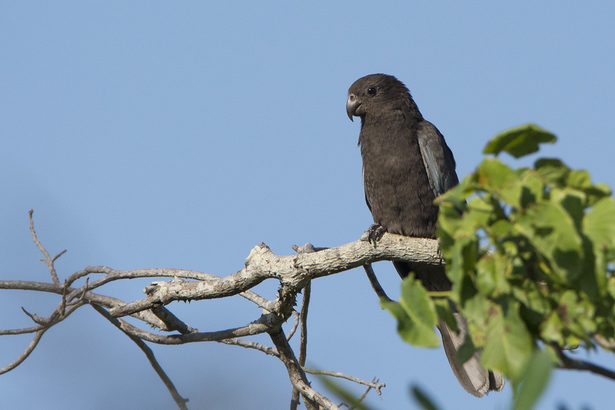 Lesser Vasa Parrot - Miguel Rouco