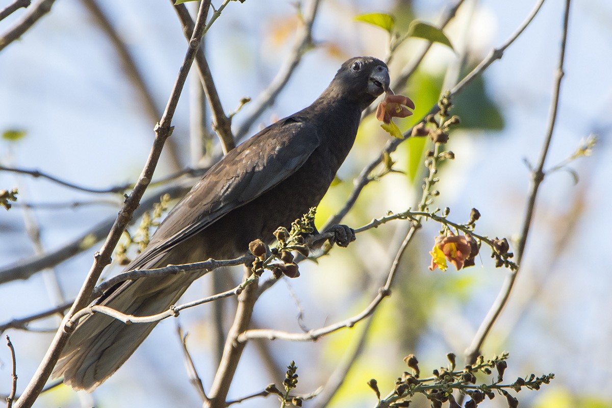 Lesser Vasa Parrot - Miguel Rouco