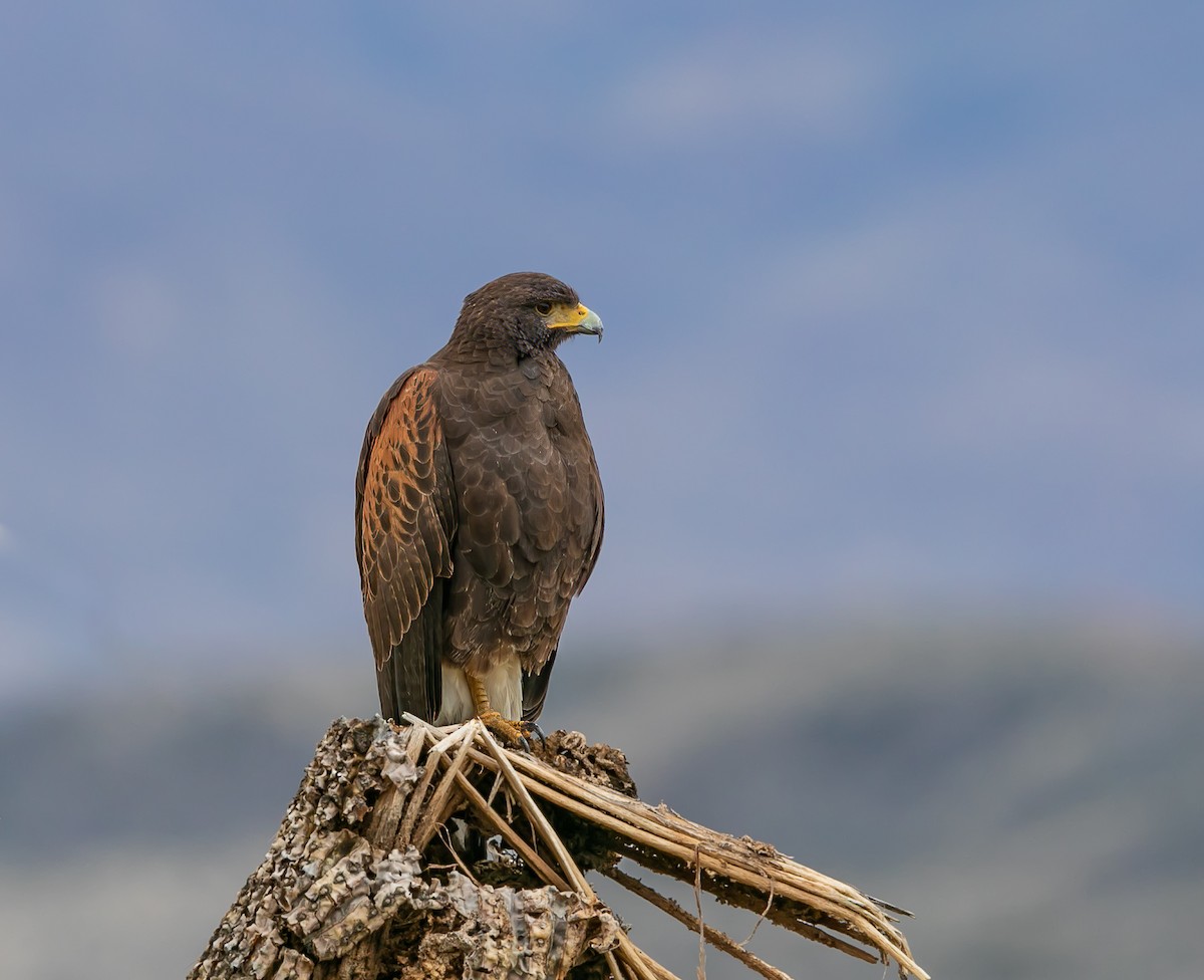 Harris's Hawk - ML530375611