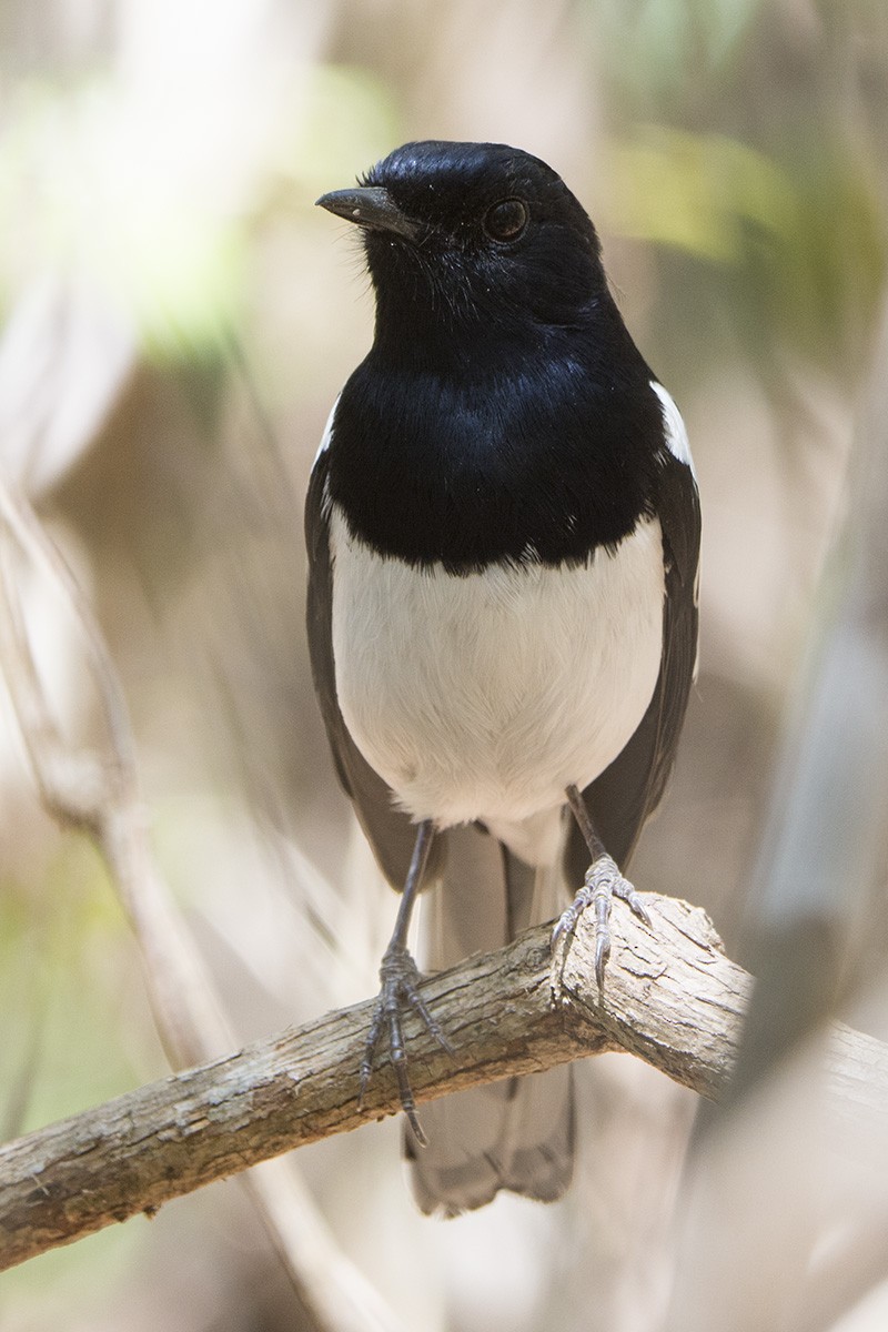 Madagascar Magpie-Robin (White-winged) - ML530376001