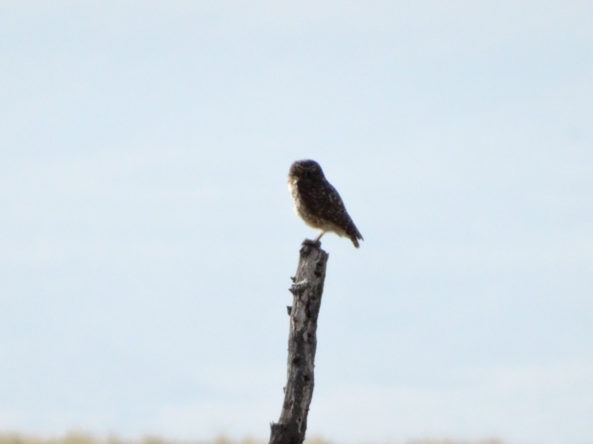 Burrowing Owl - ML530376071