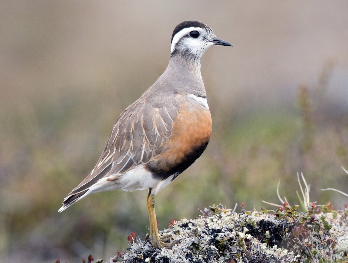 Eurasian Dotterel - Craig Rasmussen