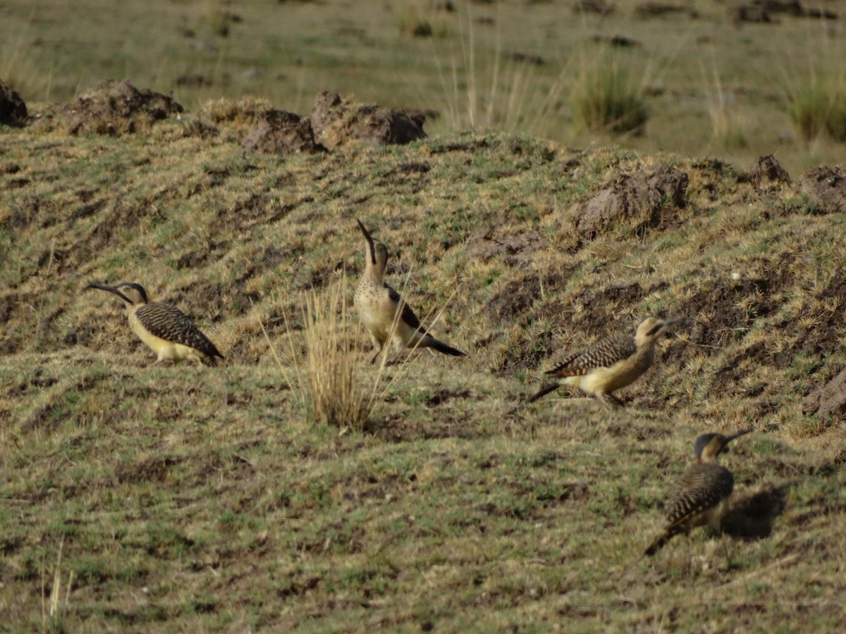 Andean Flicker - ML530376351