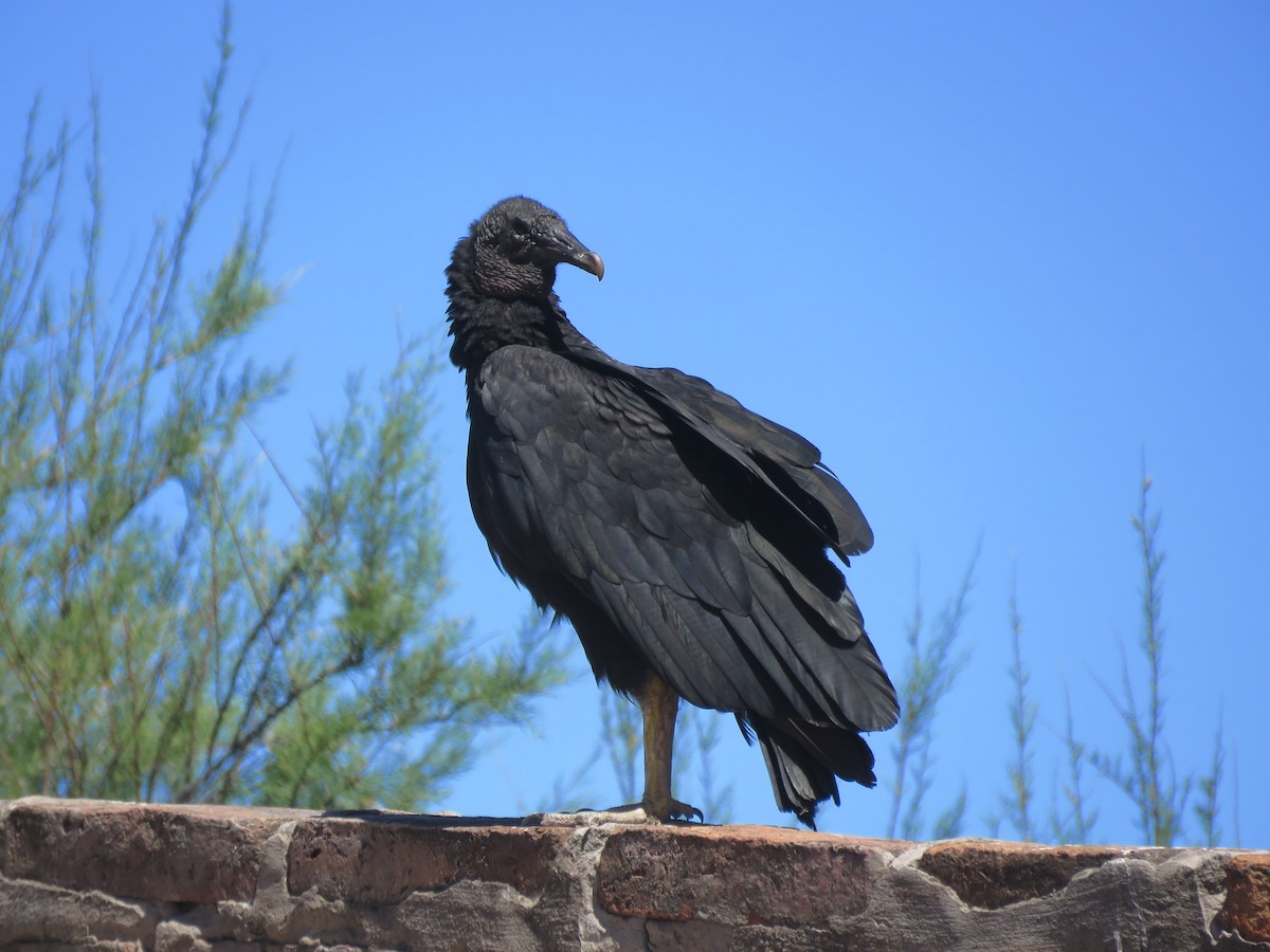 Black Vulture - ML530376421