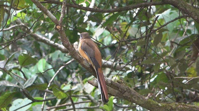 Trogon de Malabar - ML530376601