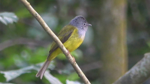 Gray-headed Canary-Flycatcher - ML530376621