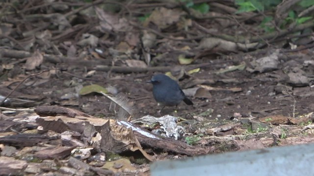 White-bellied Sholakili - ML530376731