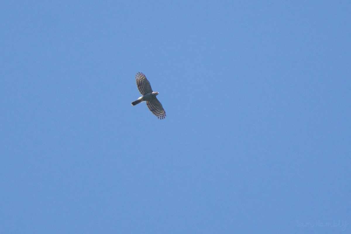 Crested Goshawk - ML530376821