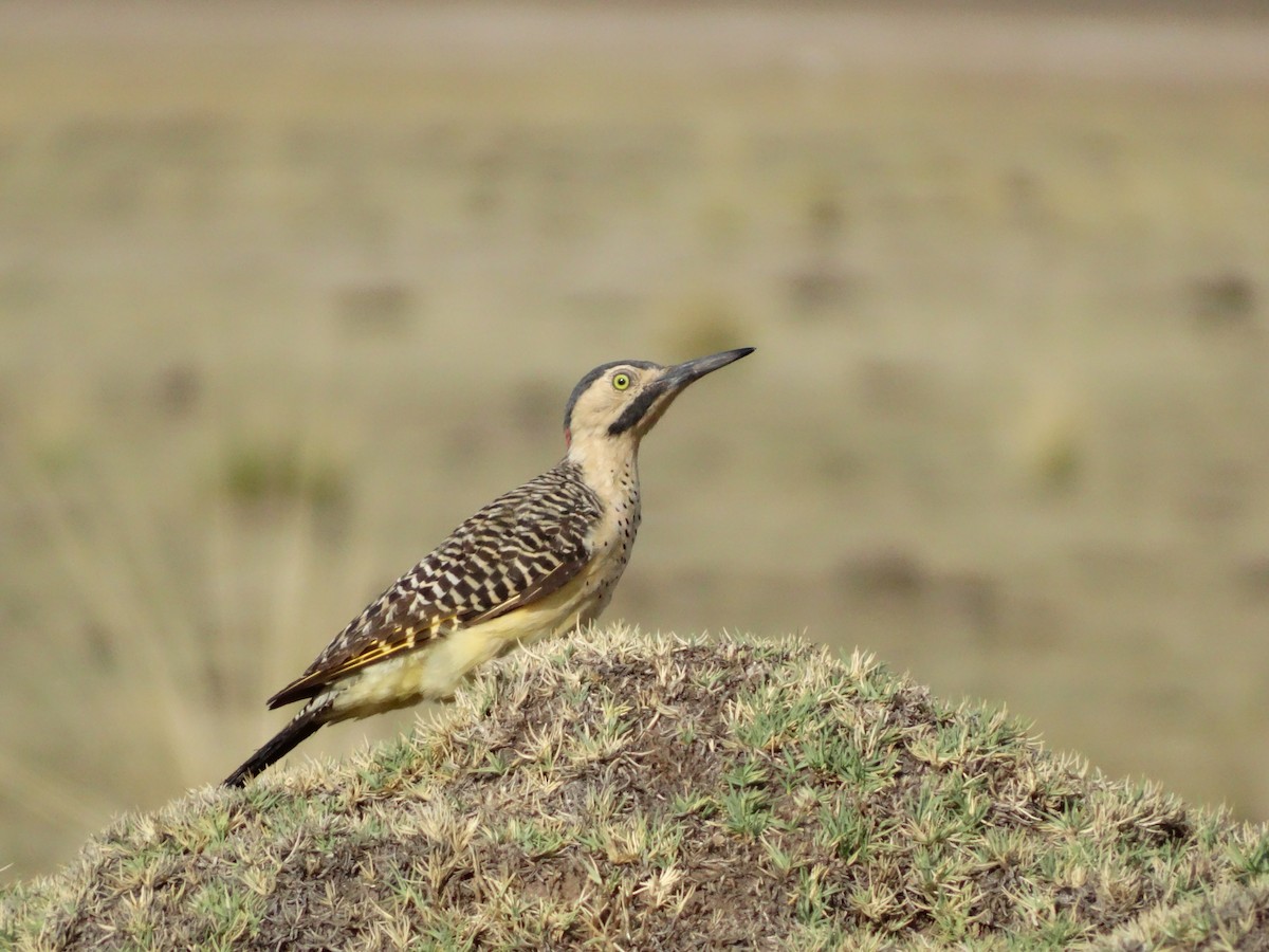 Andean Flicker - ML530376871