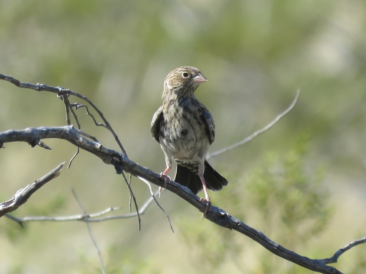 Carbonated Sierra Finch - ML530376901