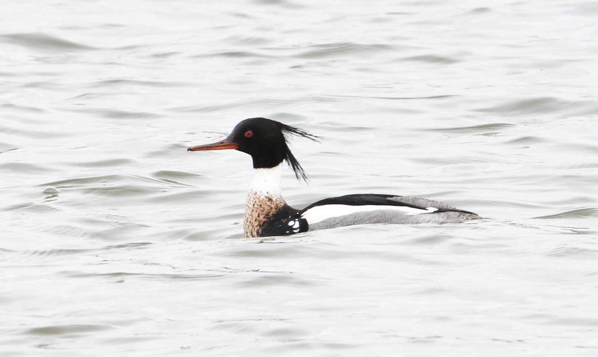 Red-breasted Merganser - Barry Blust