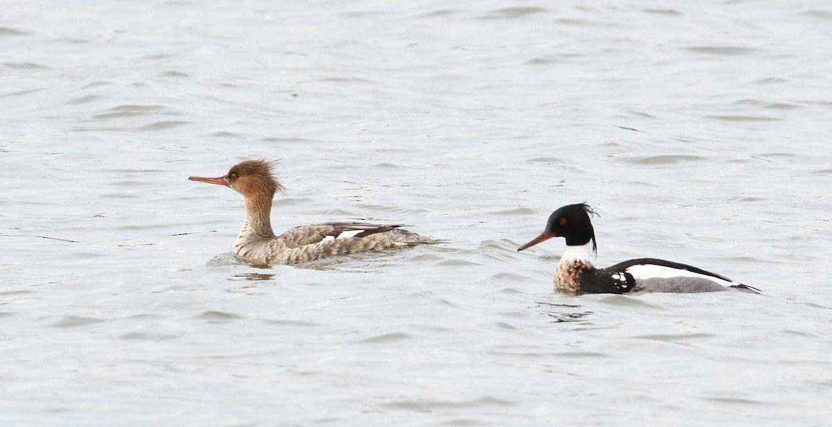 Red-breasted Merganser - ML53037711