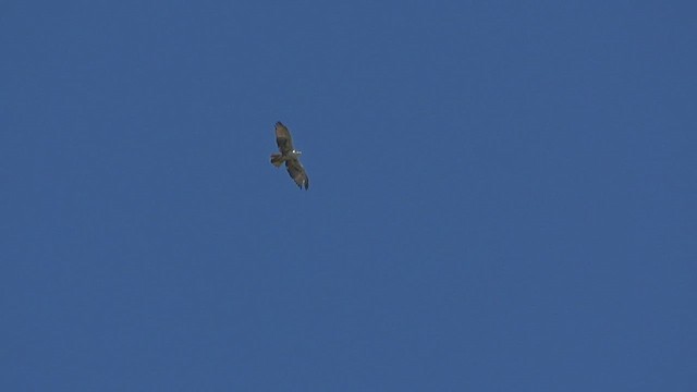 Aigle à ventre roux - ML530377481