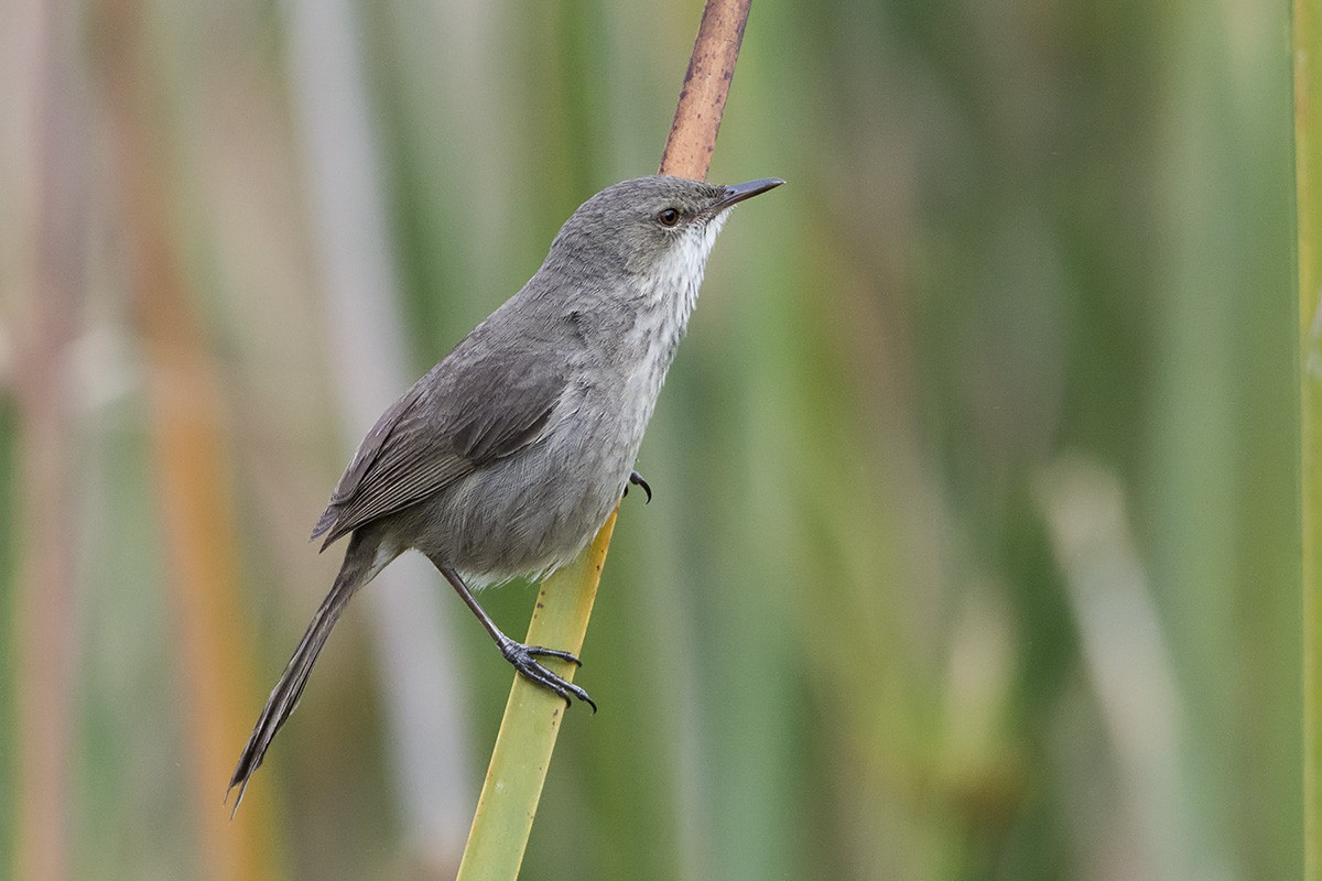 Madagascar Swamp Warbler - ML530377701