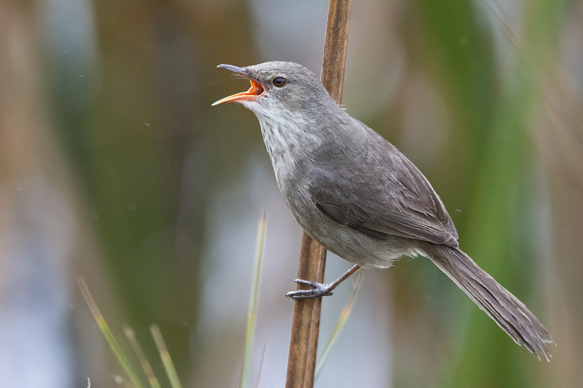 Madagascar Swamp Warbler - ML530377711