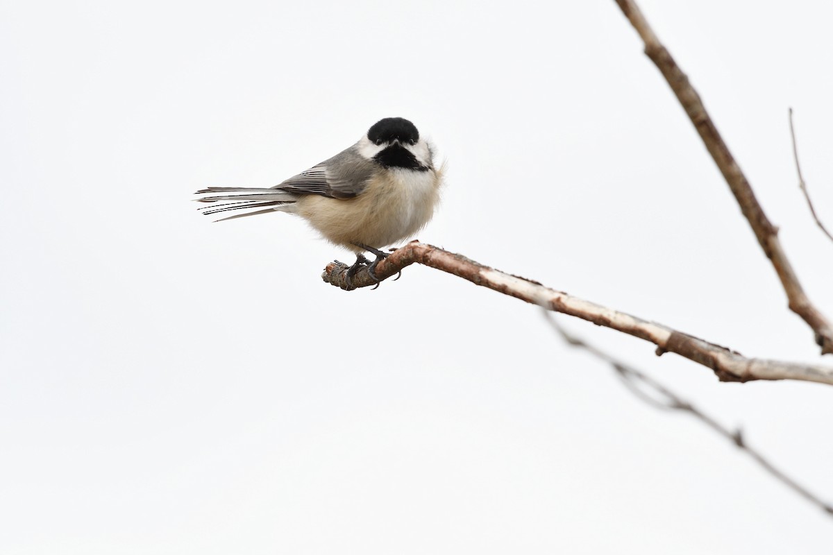 Mésange de Caroline ou M. à tête noire - ML53037891