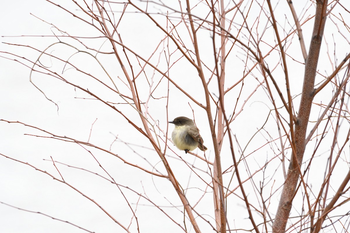 Eastern Phoebe - Barry Blust