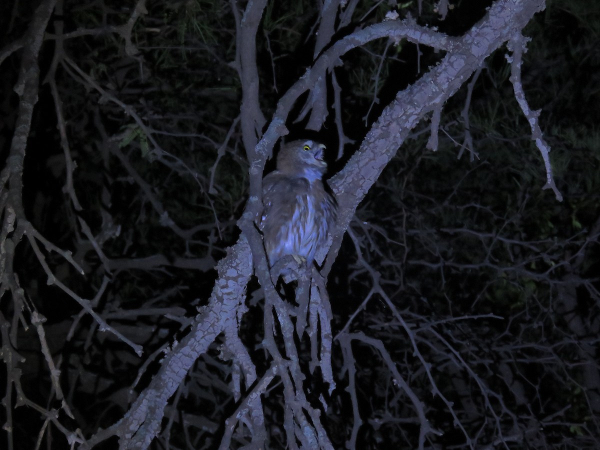 Ferruginous Pygmy-Owl - Juan Manuel Zara