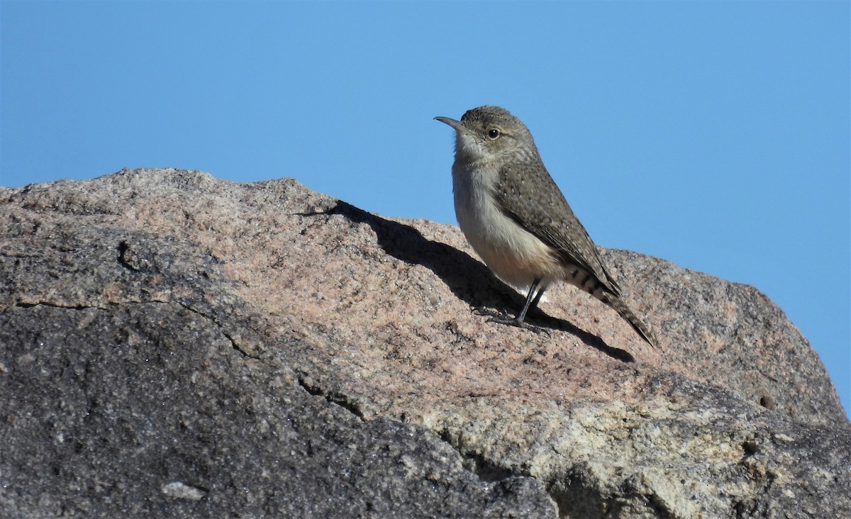 Rock Wren - ML530379751