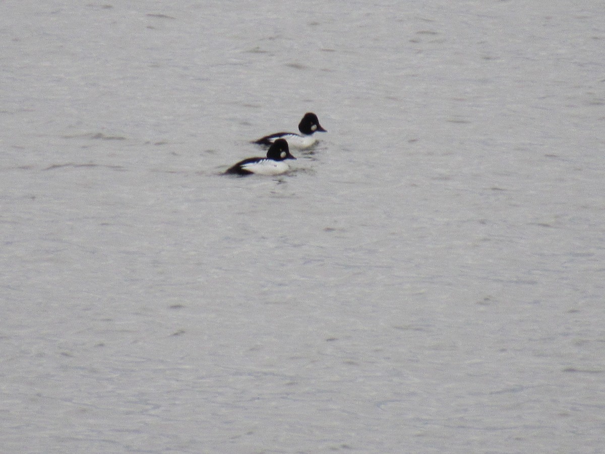 Common Goldeneye - Dennis Harnly