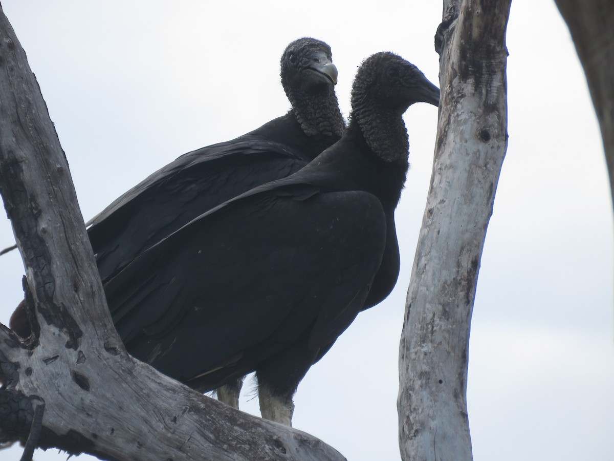 Black Vulture - ML530380051