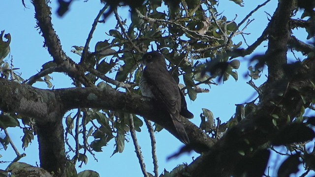 Large Hawk-Cuckoo - ML530382691