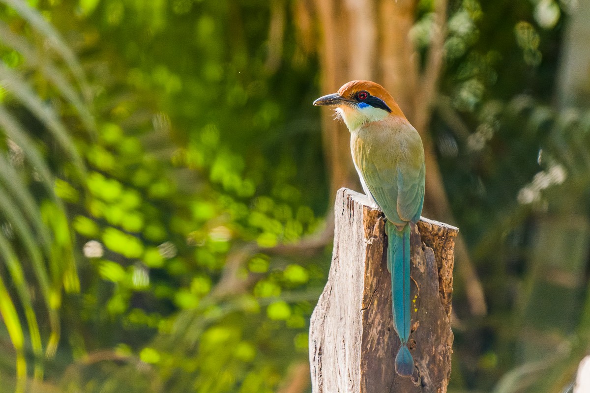 Russet-crowned Motmot - ML530383071