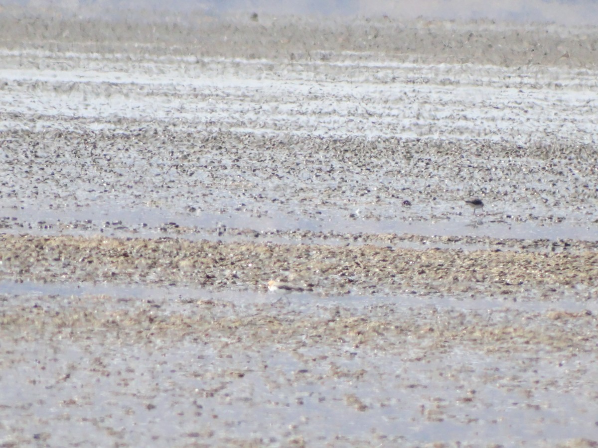 Puna Plover - ML530383411