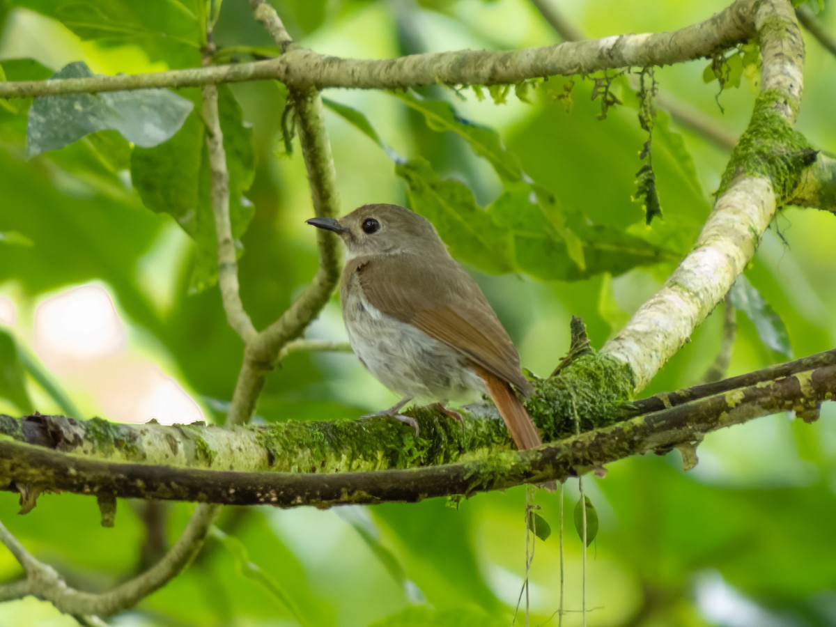 Fulvous-chested Jungle Flycatcher - ML530383701