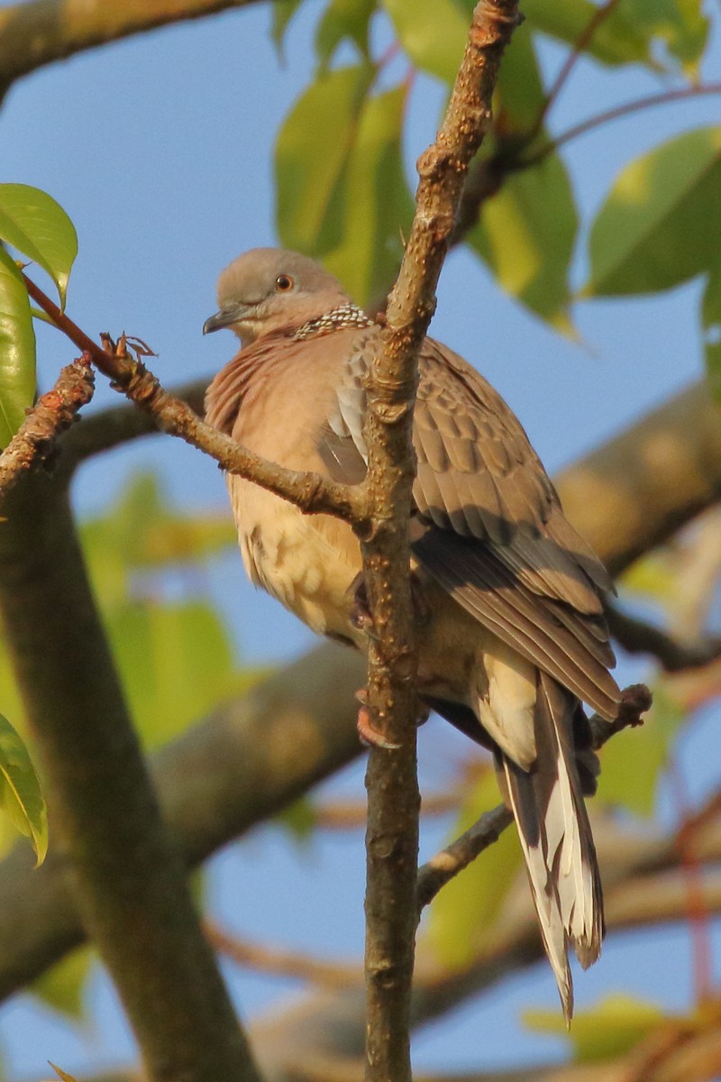 Spotted Dove - ML530383811