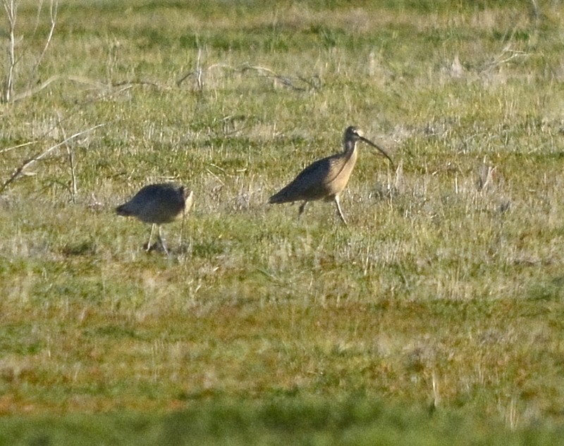 Long-billed Curlew - ML530385481