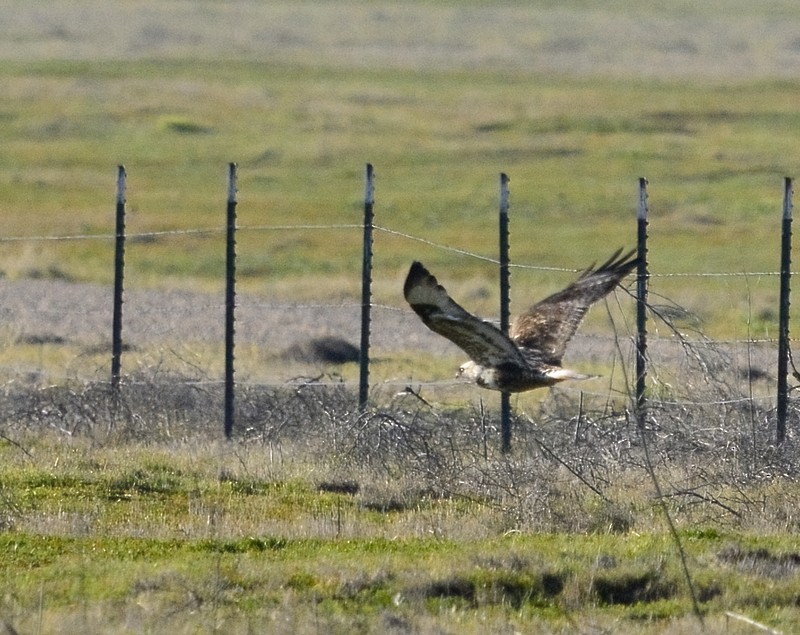 Rough-legged Hawk - ML530385611