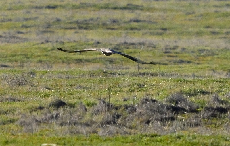 Rough-legged Hawk - ML530385621