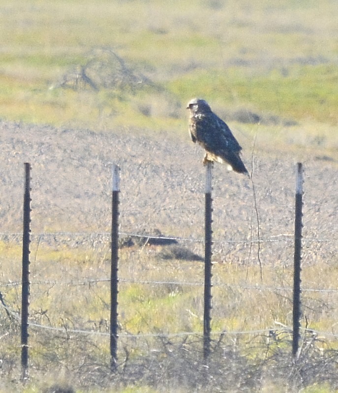 Rough-legged Hawk - ML530385631