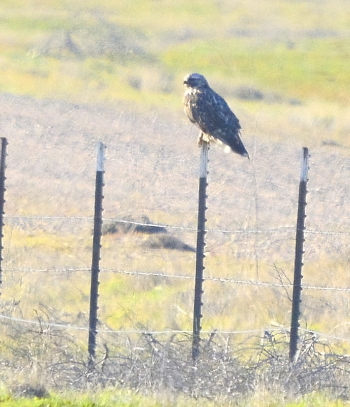 Rough-legged Hawk - ML530385641