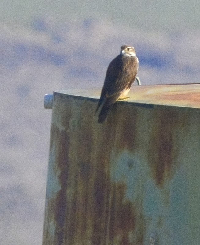 Prairie Falcon - Mike Bush