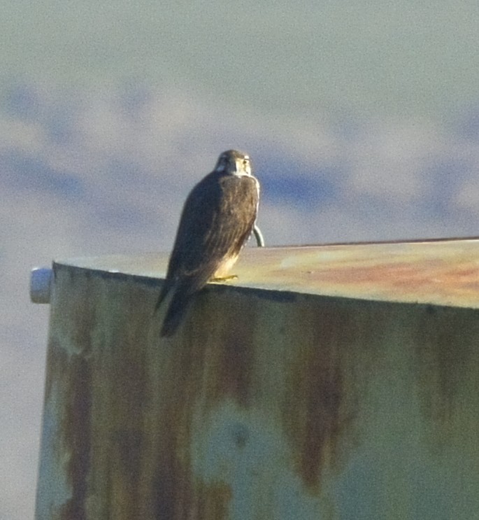 Prairie Falcon - ML530386031