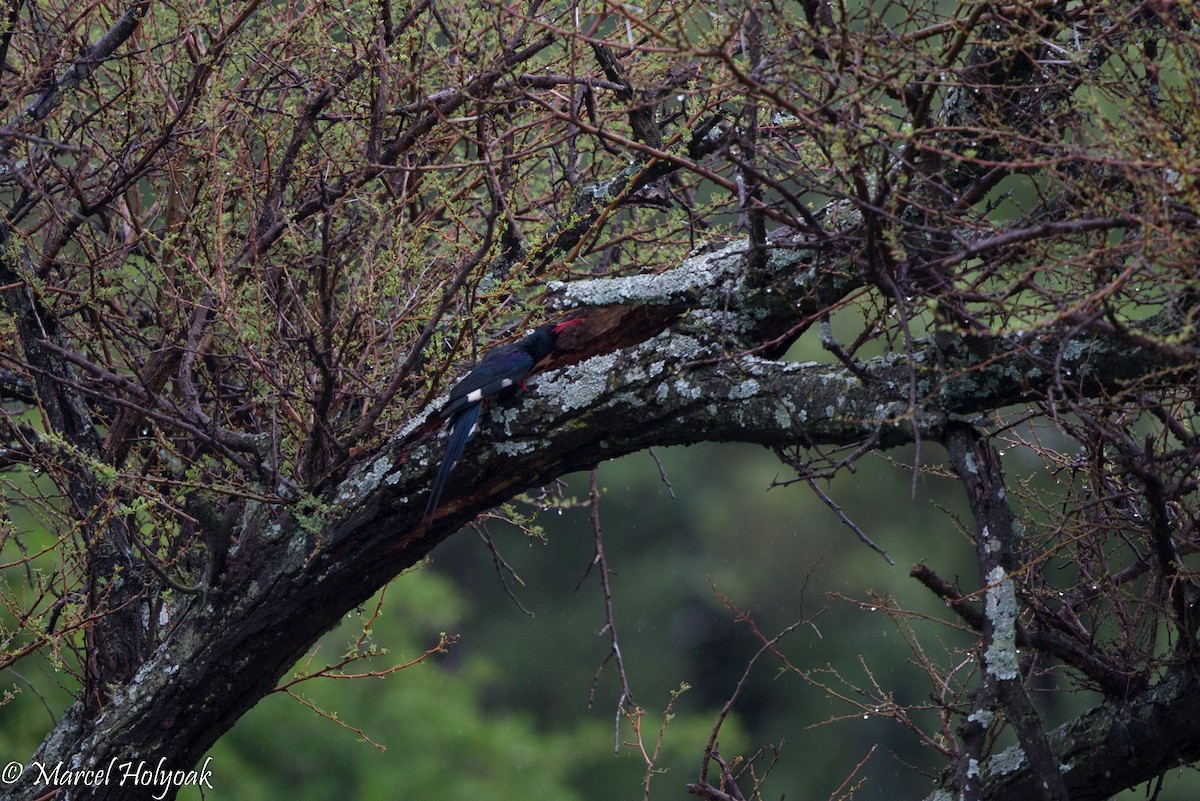 Green Woodhoopoe - ML530386861