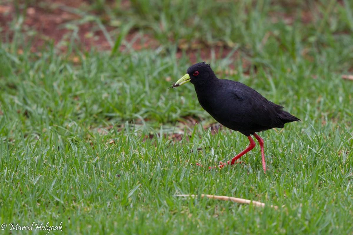 Black Crake - Marcel Holyoak