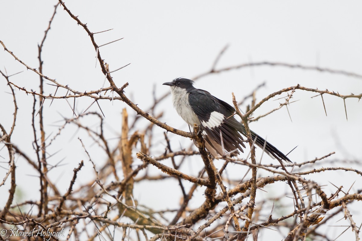 Pied Cuckoo - ML530387341