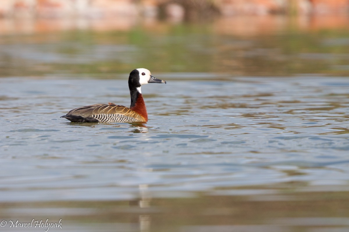 White-faced Whistling-Duck - Marcel Holyoak